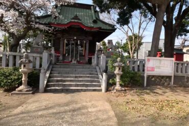 榊の花が咲いた時にするべきこと