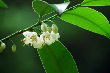 【東京都多摩市聖蹟桜ヶ丘】恋愛成就(復縁)、水難除け、金運パワースポット 関戸九頭龍神社