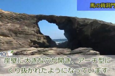 【犬塚の欅（蓮如上人御旧跡）】命を狙われた僧侶が名犬に救われた話 滋賀県大津 本願寺近松別院